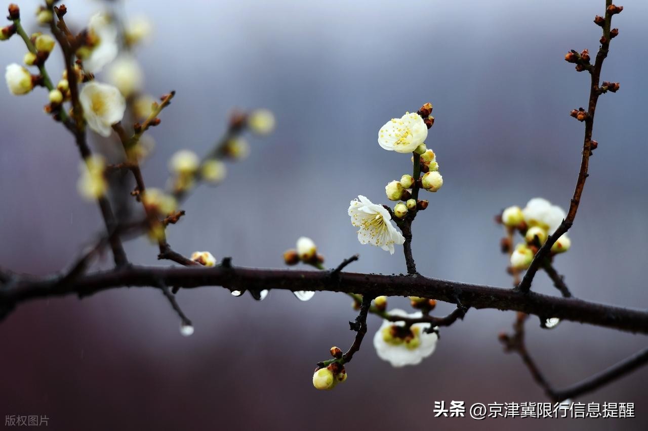北京天津3月2日至6日限行尾号及规则(含节假日除外说明)
