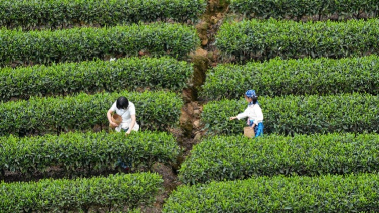 英国肯特郡爆发侵袭性脑膜炎球菌病，造成 2 人死亡